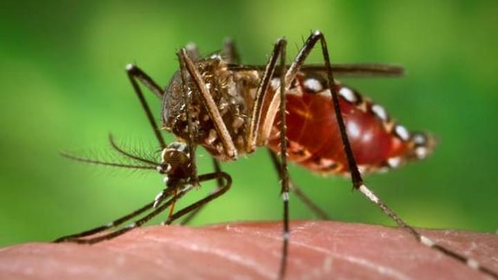 Archiv: Bakterien als Waffe gegen das Denguefieber