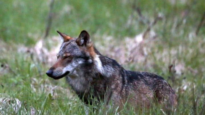 Aus dem Archiv: 27 geschossene Wölfe in zwei Monaten