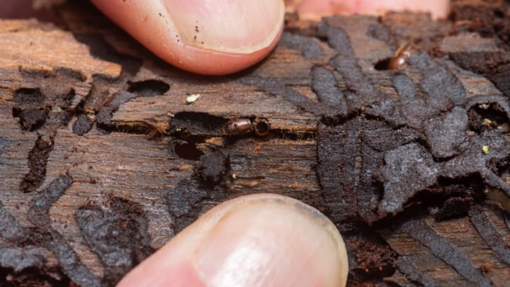 Archiv: Baselbieter Förster testen neue Methode gegen lästige Borkenkäfer Archiv: Baselbieter Förster testen neue Methode gegen lästige Borkenkäfer