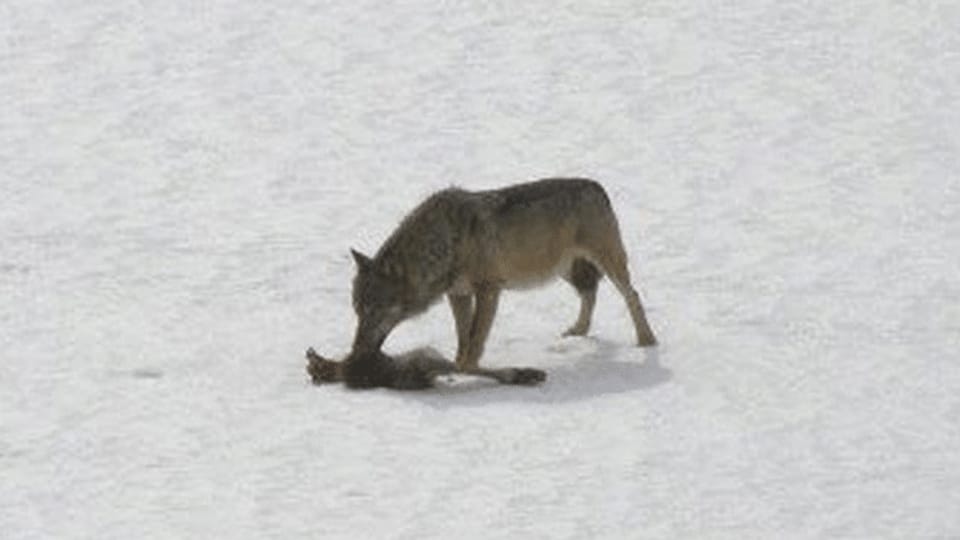 Kanton Graubünden will vier Wolfsrudel komplett abschiessen