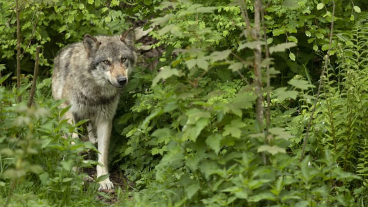 Aus dem Archiv: Uri lässt Wolf abschiessen