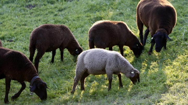 Wegen Wolfsrissen gehen 1300 Schafe von der Alp
