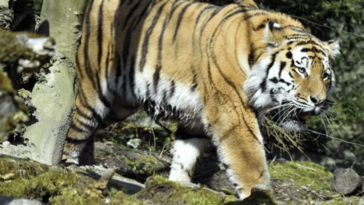 Zoo Zürich: Tierpflegerin durch Tiger tödlich verletzt