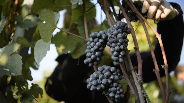 Dank Sonne und Trockenheit: Top-Weinjahr 2022 in Aussicht