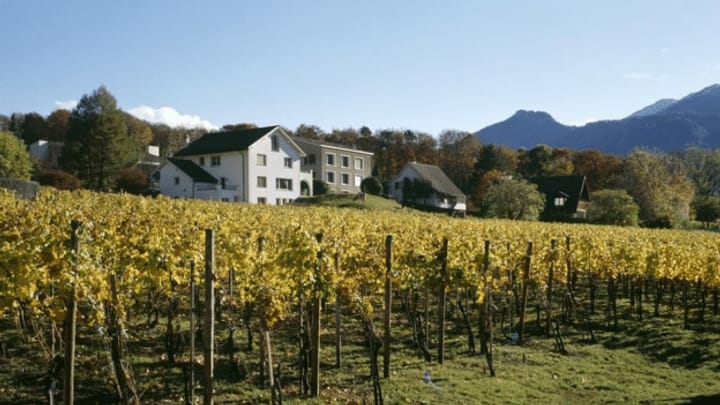 Viticultura en Grischun: Patì il pli ferm da la crisa han bains che vendan il vin a la gastronomia