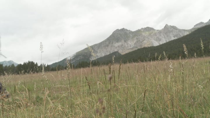 L'oriunda pastgira da vatgas en il Parc Naziunal Svizzer