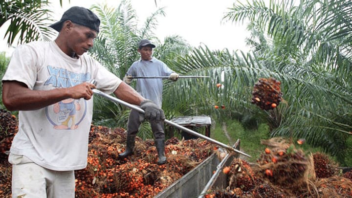 Palmöl - kritisiert und deklariert