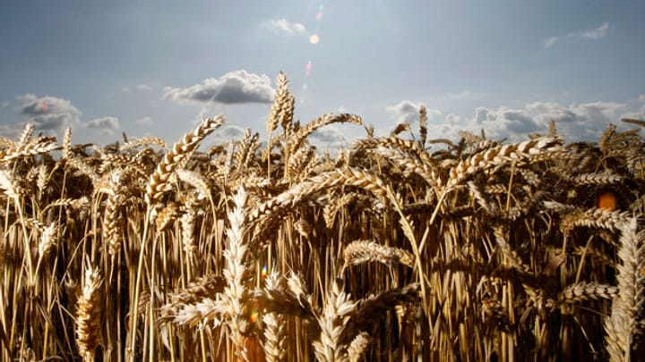 Alte Getreidesorten in Russland wiederentdeckt