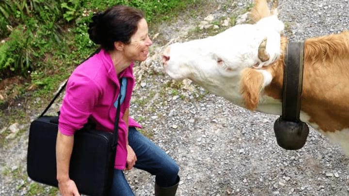 «Espresso Ferienjob»: Rinder betreuen auf der Alp