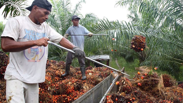 Palmöl: WWF zufrieden mit Schweizer Firmen