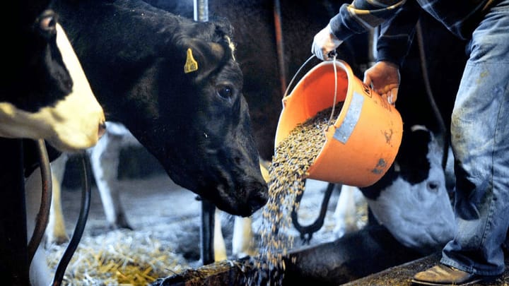 Weniger Kraftfutter und Antibiotika für Milchkühe