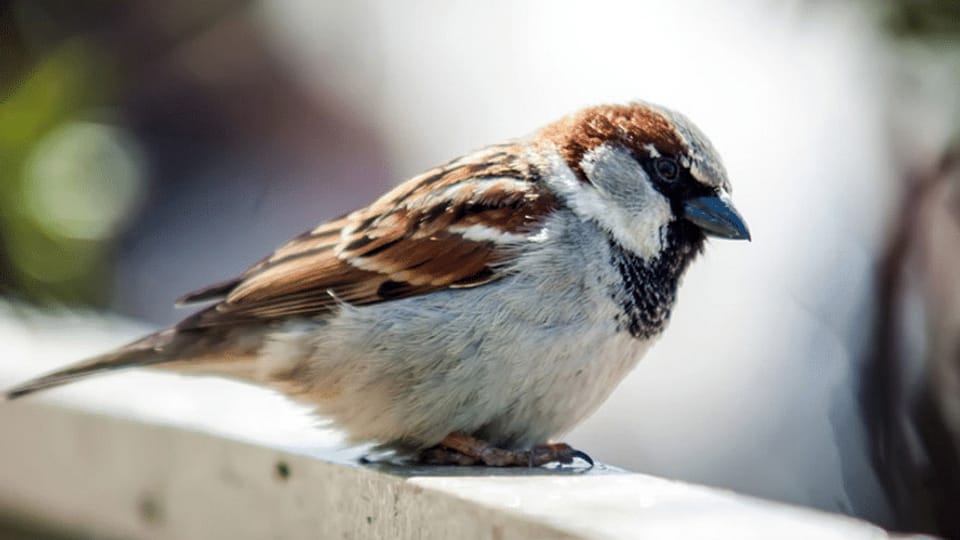 Rechtsfrage: Dürfen Vermieter verbieten, Vögel zu füttern?
