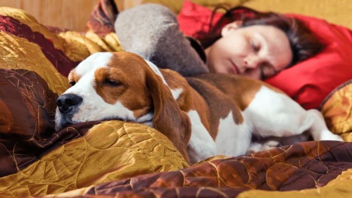 Schmusealarm - was tun gegen Erreger von Haustieren?
