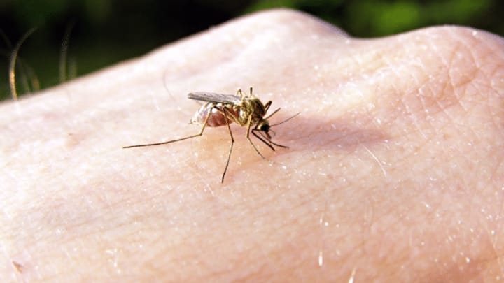 Fiese Mücken wollen wieder unser Blut - so schützen Sie sich
