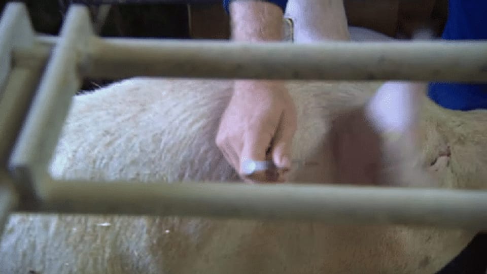 Pferdeblut für Ferkelzucht: Tierschützer fordern Importverbot