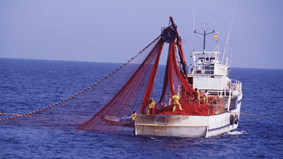 Bund verbietet Einfuhr von illegal gefangenen Fischen