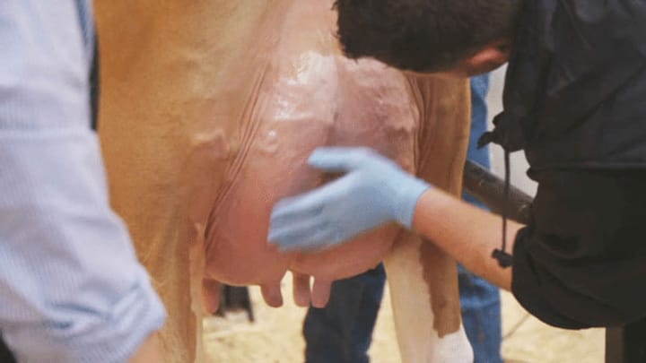 Tierschutz fordert strengere Vorschriften für Viehschauen