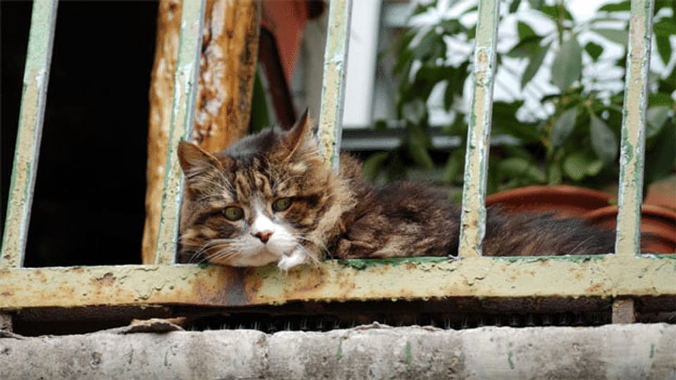 Rechtsfrage: Was tun, wenn Nachbars Katzen nerven?