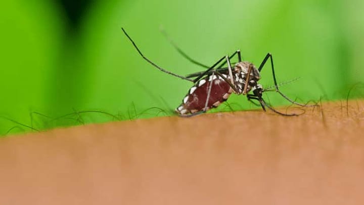 Archiv: Zecken, Mücken Milben – ungeliebt und trotzdem wichtig
