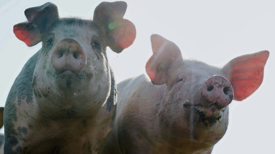 Schweizer Fleisch: «Das ist kein Tierwohl-Label»