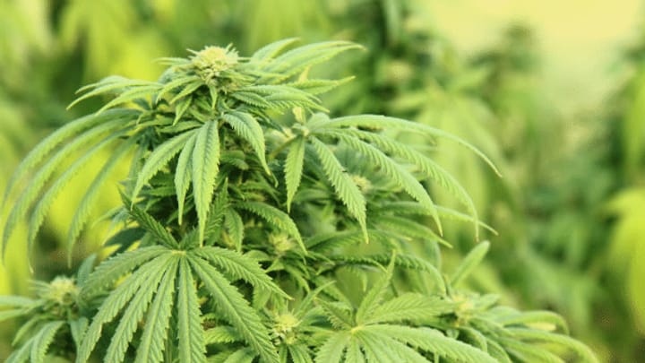 Hohe Hürden für Cannabis als Arzneimittel