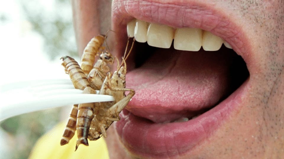 Insekten essen – ist das die Zukunft?
