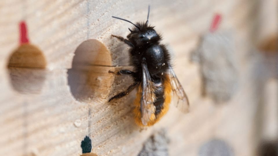 Wildbienen-Hotels: Nicht jedes eignet sich wirklich als Herberge