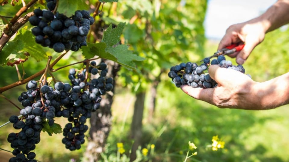Pestizid in Schweizer Weinen gefunden