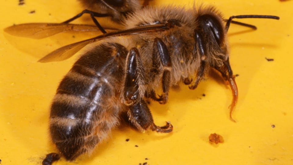 Zahlreiche Vergiftungsfälle bei Bienen