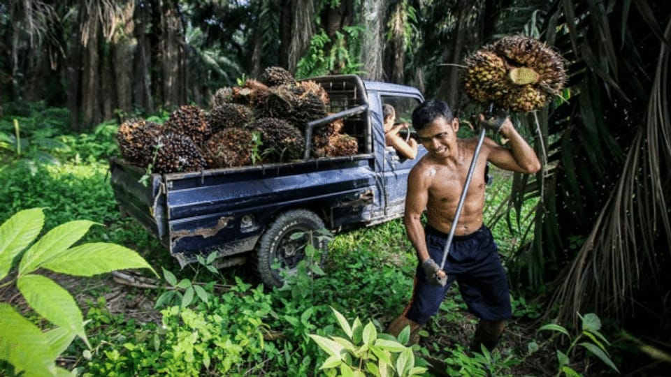 Zustände in Honduras werfen schiefes Licht auf Palmöl-Label