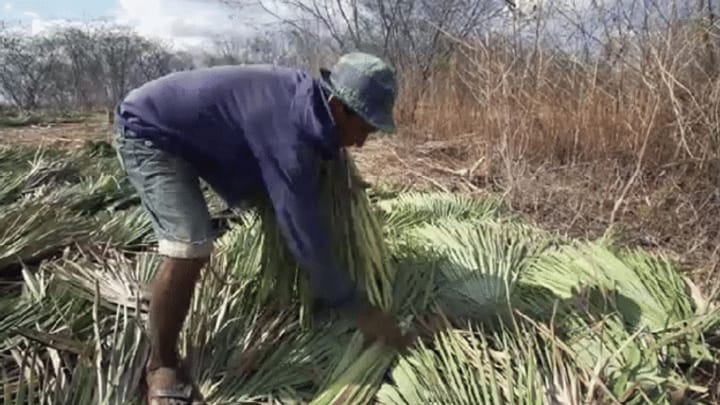 Sklavenarbeit unter Palmen: Schuften für süsse Gummibärchen