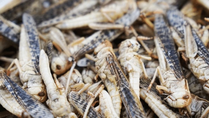 Im Insekten-Kochkurs: «Die Mehlwürmer kosten Überwindung»