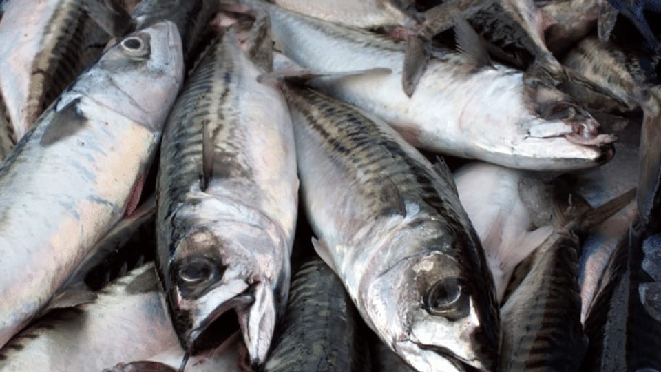 MSC zieht Zertifikate für Sardinen und Makrelen zurück