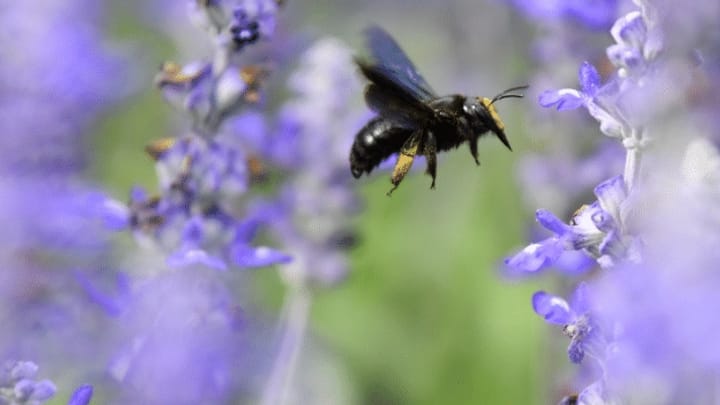 Wildbienen brauchen mehr Lebensraum und genügend Nahrung