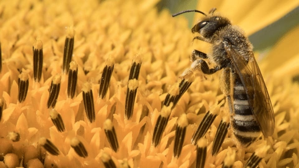«Sterile, herausgeputzte Gärten sind nichts für Wildbienen»