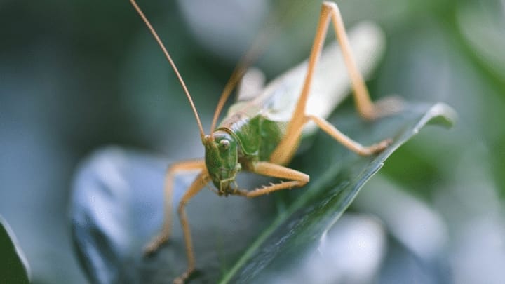 Insekten: Musikanten auf sechs Beinen