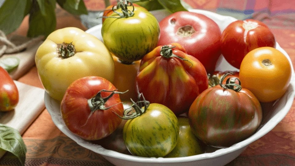 Die Tomate: Sortenvielfalt und Geschmacksarmut