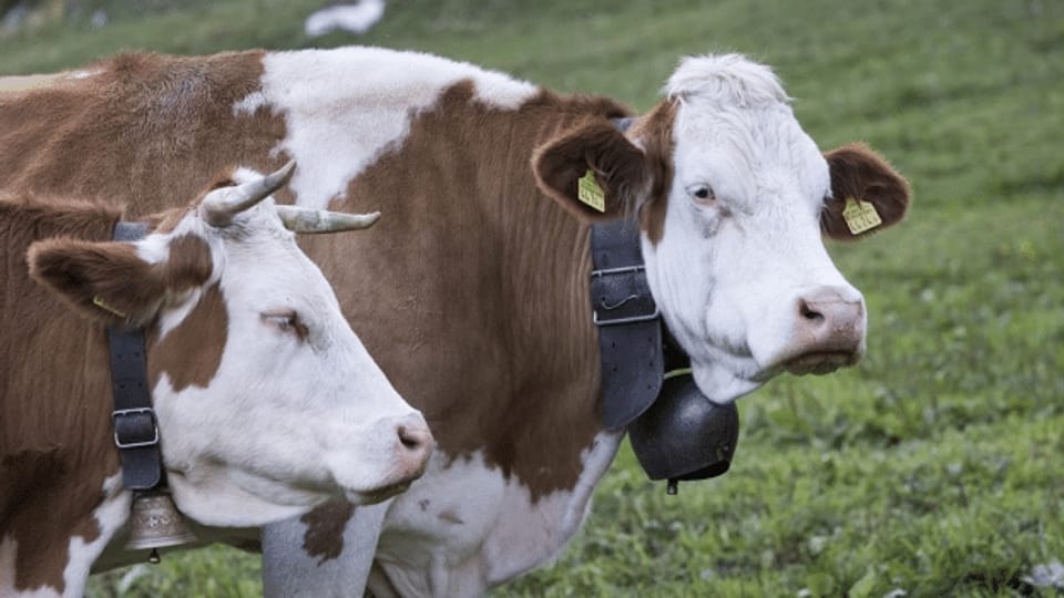 Trächtige Kühe im Schlachthof: Strafe für fehlbare Bauern