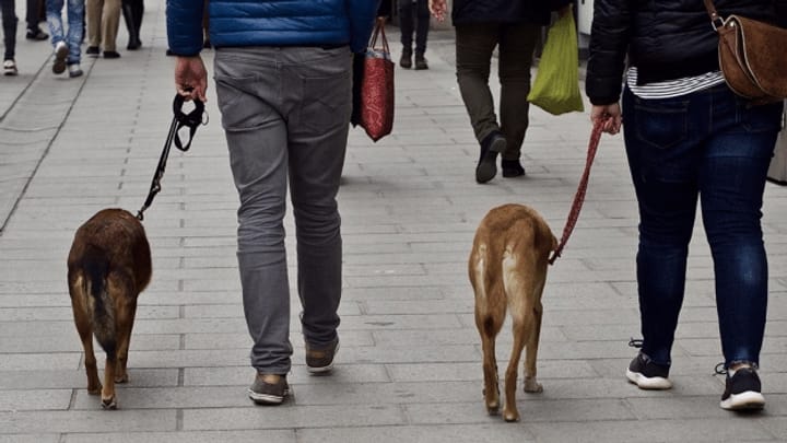Teure Vierbeiner: Städte bitten Hundehalter zur Kasse