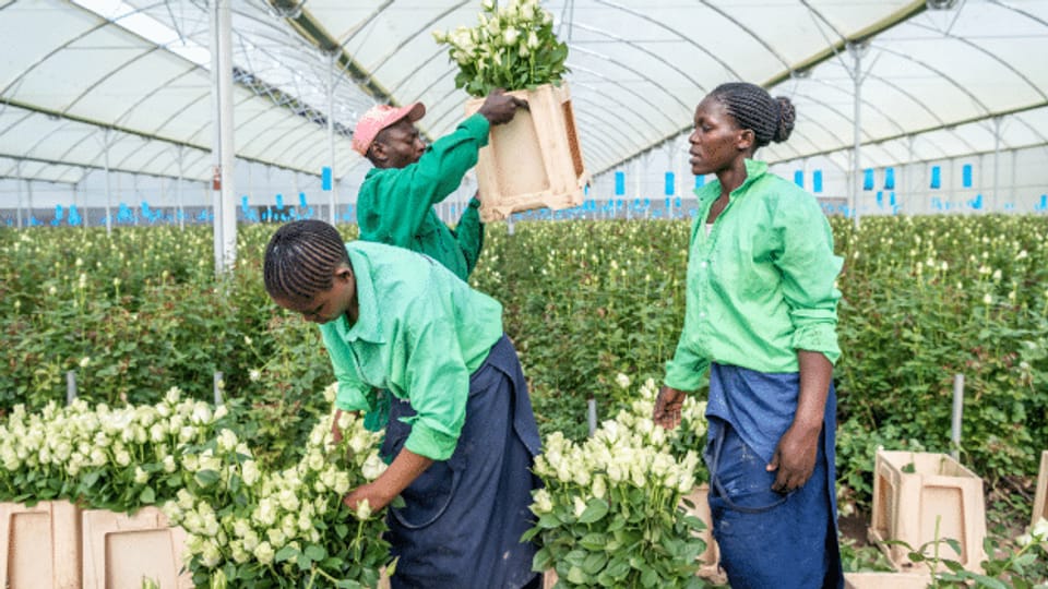 Blumenpflückerinnen in Afrika ohne Arbeit und Lohn