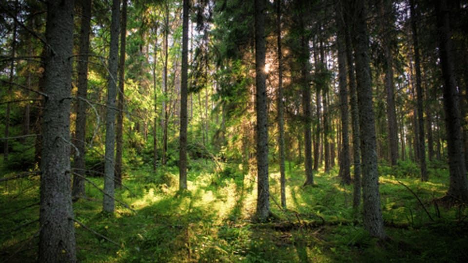 Das grosse Miteinander: Verborgene Beziehungen im Wald