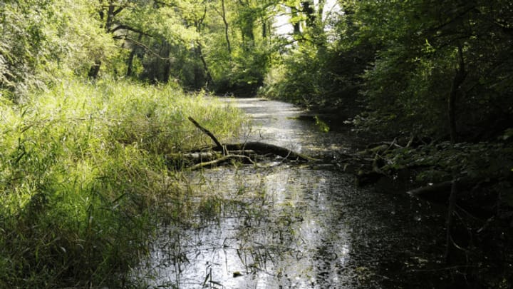 Naturbelassene Flüsse: Der lange Weg zurück