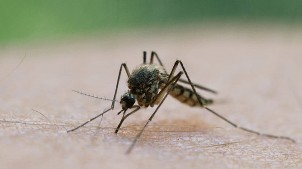 Neuartige Technologie hält angeblich Mücken fern