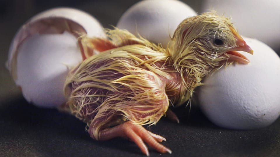 Schweizer Eier: Bald kein Kükentöten mehr?