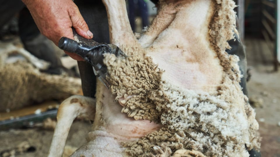 Viele Merino-Schafe leiden für unsere Pullis