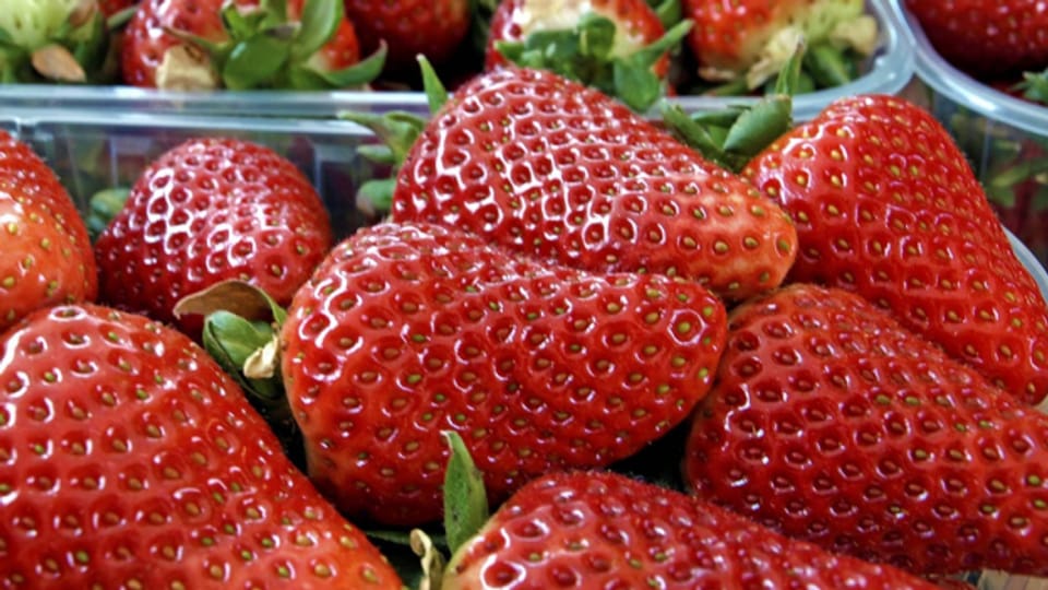 
Spanische Erdbeeren gibt's nicht ohne bitteren Beigeschmack