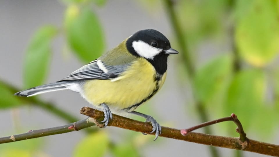 Welche Vögel tummeln sich in Ihrem Garten?