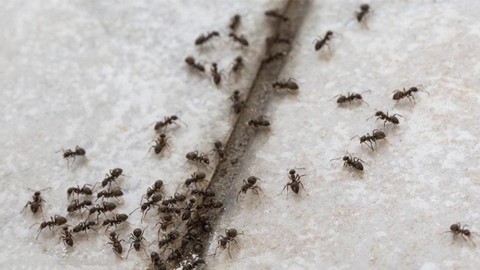 Rechtsfrage: Wer bezahlt die Beseitigung der Ameisenplage?