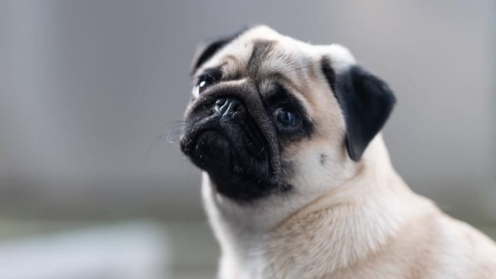 Qualzuchten bei Hunden: Verboten – aber kaum zu kontrollieren