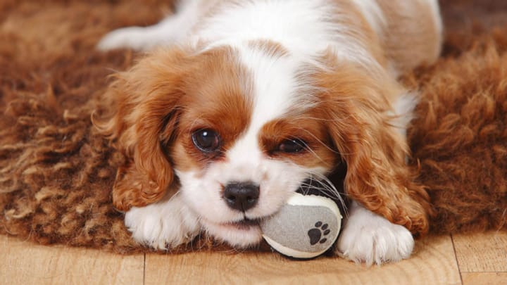 Schadstoffe im Hundespielzeug: Vier Produkte «mangelhaft»